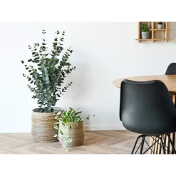 Boligindretning ^ Boliginteriør BOLIGINTERIØR EUKALYPTUS TRÆ KUNSTIG PLANTE 120 CM
