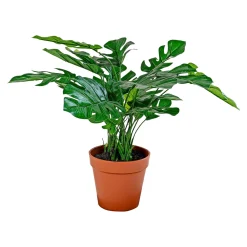 BOLIGINTERIØR MONSTERA KUNSTIG PLANTE 30 CM>Boliginteriør