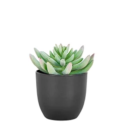 BOLIGINTERIØR SUKULENT KUNSTIG PLANTE 14 CM>Boliginteriør New