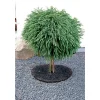 GRÆSKANT Ø30XH7 CM>Garden Life New