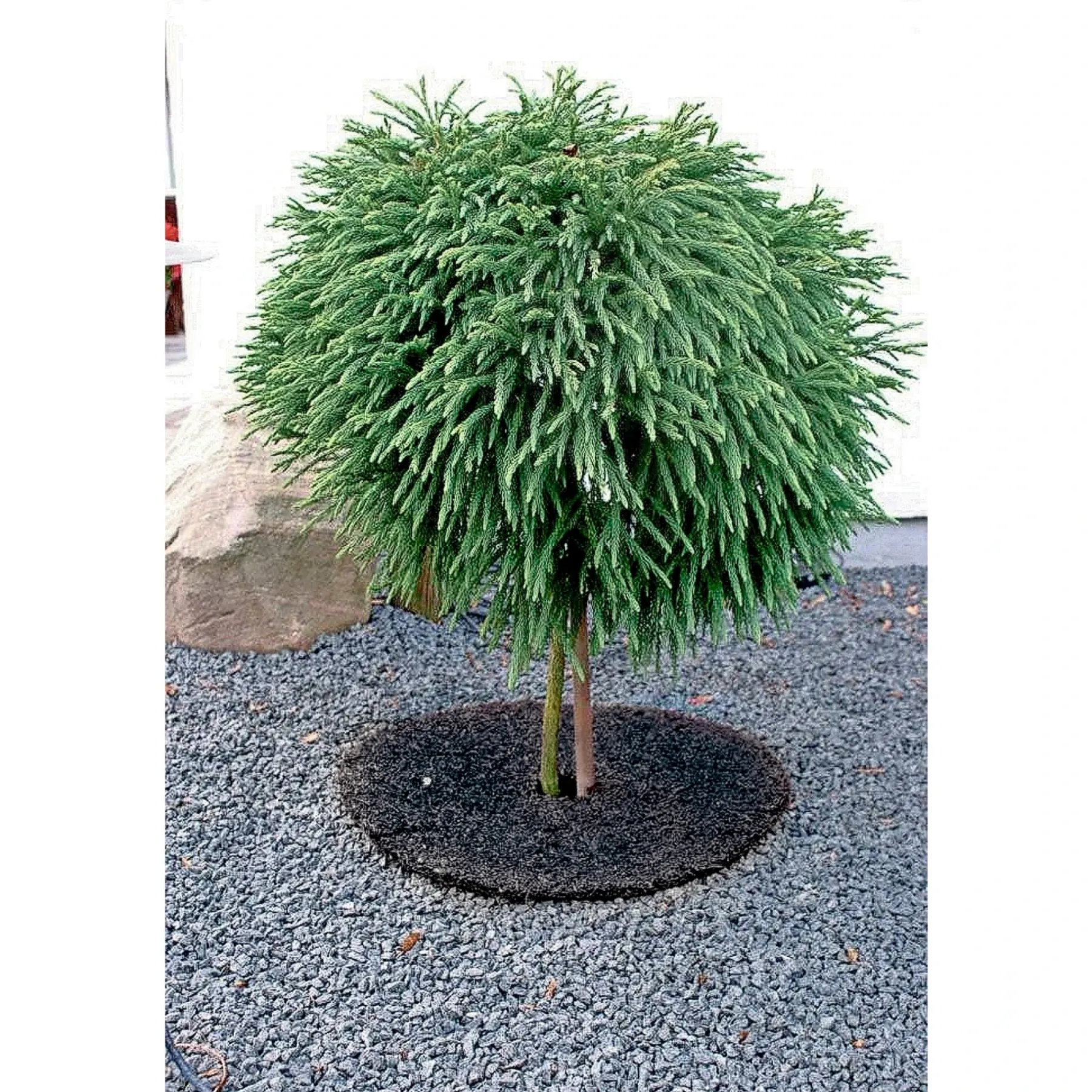 GRÆSKANT Ø30XH7 CM>Garden Life New