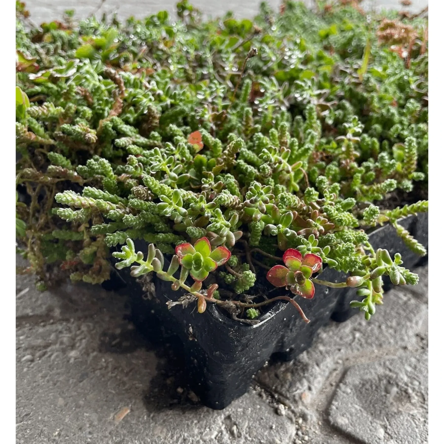 Grønne Tage ^ GrowTek SEDUMBAKKE