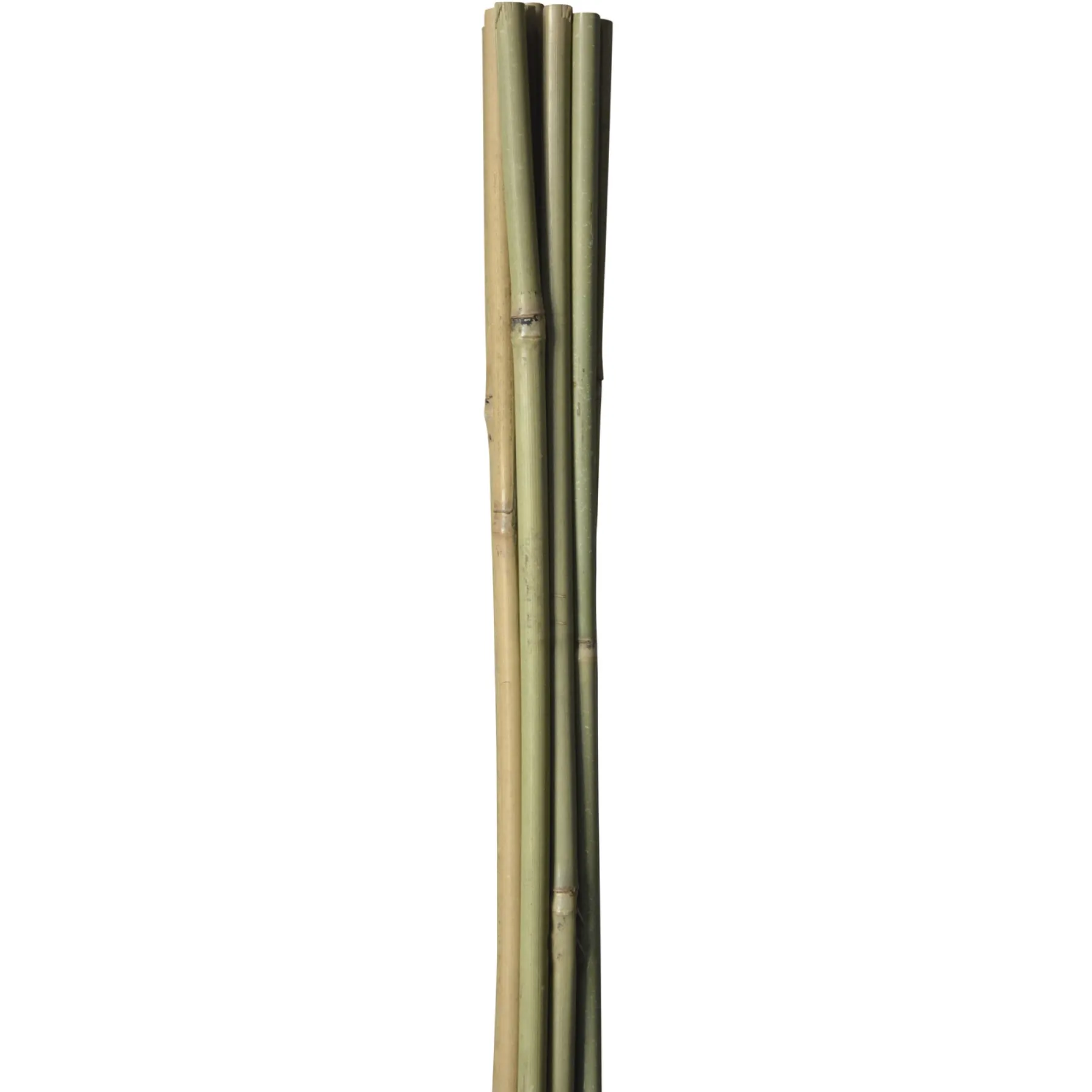 Frø & Spiring ^ HOME it GARDEN BAMBUSPINDE 120 CM