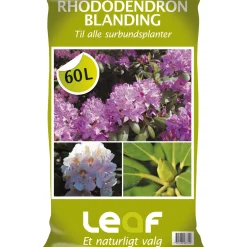RHODODENDRONBLANDING 60 L>Leaf